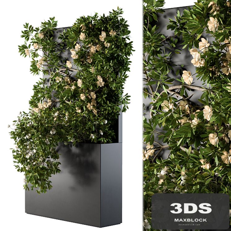 Ivy Plants Box with Flower 02