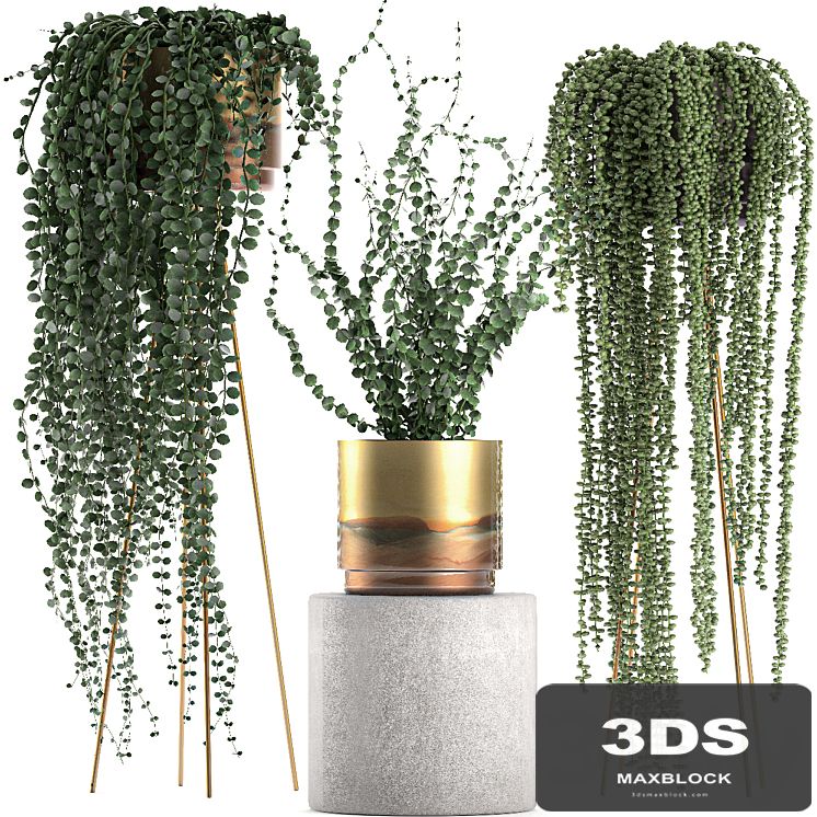 A collection of hanging plants in golden pots on legs with a crossberry, succulents, Dyschidia, luxury. Set 602.