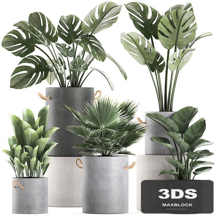 A collection of beautiful small plants in concrete pots with Monster handles, strelitzia, fan palm. Set 603.