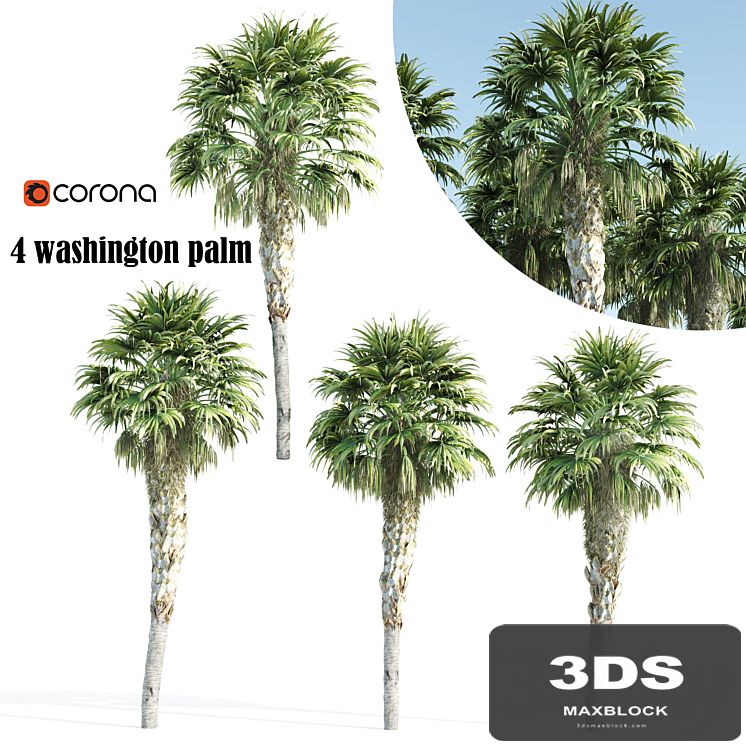 washington palm