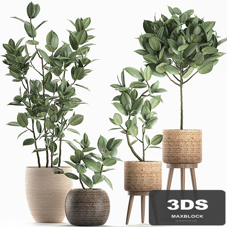 Collection of small ornamental trees in rattan baskets on legs with ficus elastic. Set 606.