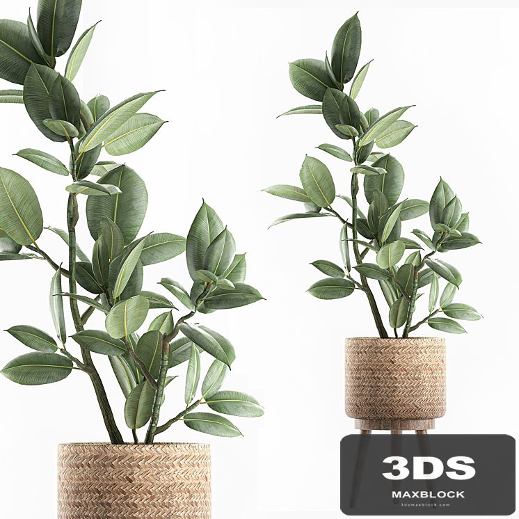 A beautiful little tree indoor ficus elastic in a basket rattan on legs. Set 607.