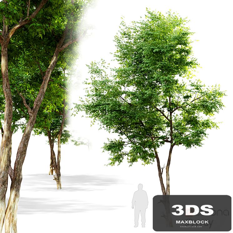 Ash_tree 6