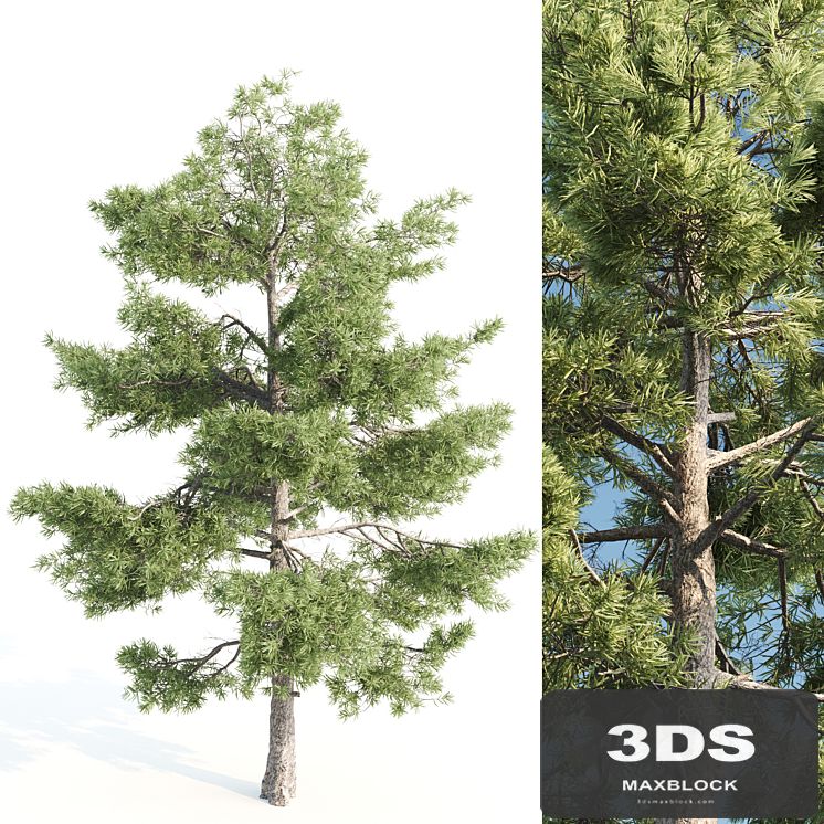 pine tree