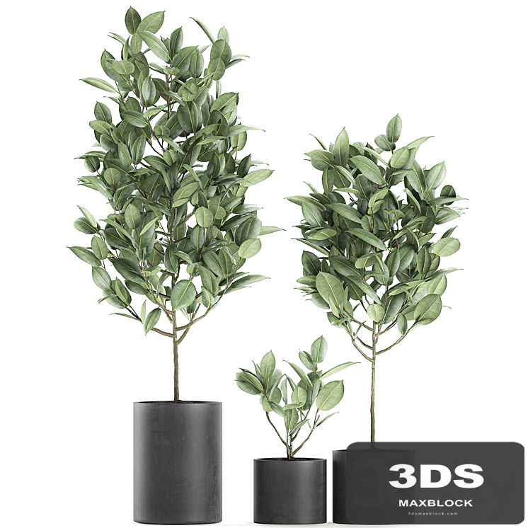 A collection of small ornamental trees in concrete black pots with ficus elastic handles. Set 609.