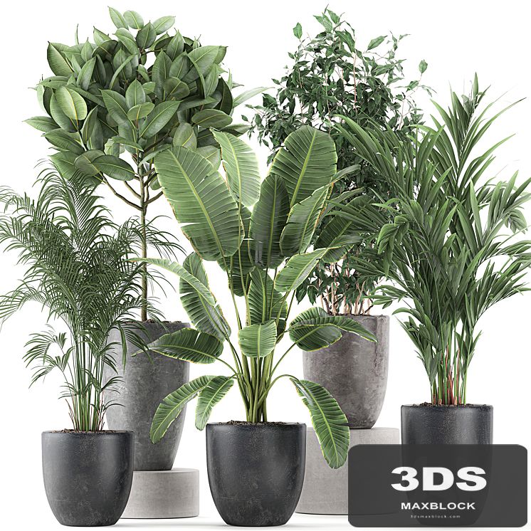 Collection of indoor plants, Banana, palm, ficus, tree in black pots for the interior. Set 610.
