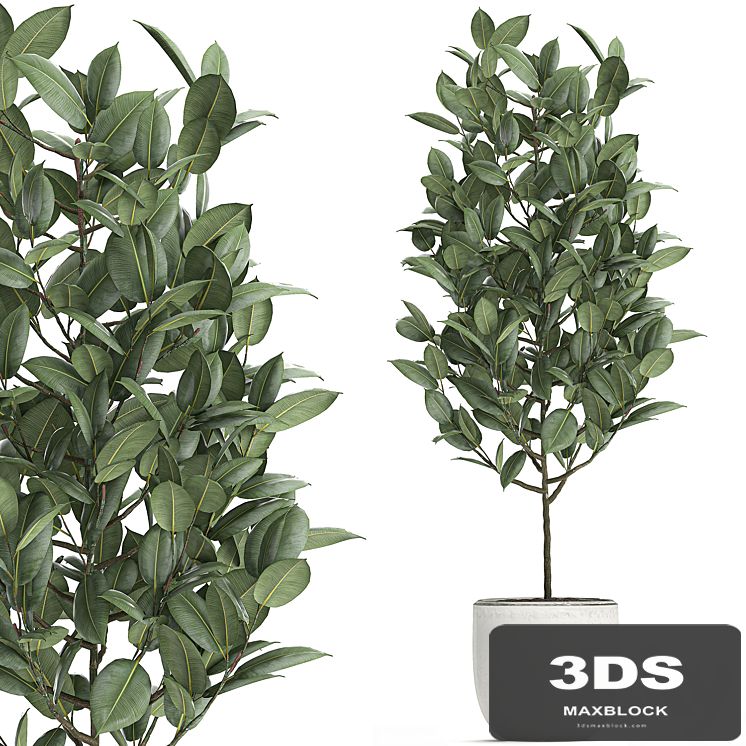A beautiful small tree indoor ficus elastica in a white pot. Set 611.