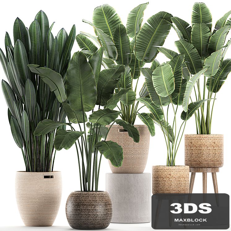 Collection of banana palms in wicker baskets rattan with Banana, strelitzia, ravenala. Set 615.