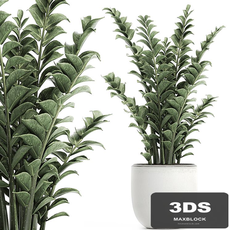 Beautiful small decorative flower in a white pot Zamiokulkas. Set 616.