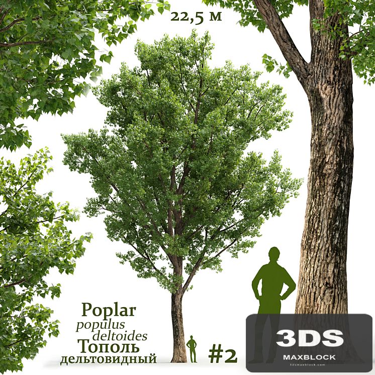 Poplar / Populus deltoides #2