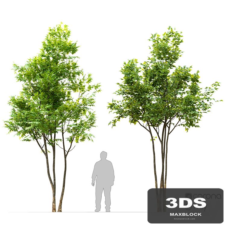 Two maple tree