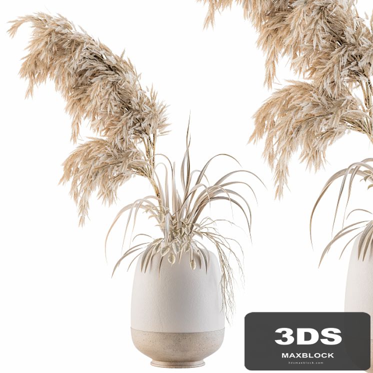 Dry plants 21
