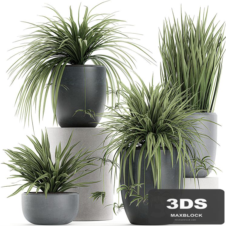 A collection of small bushes of indoor plants in black pots with Chlorophytum. Set 625.