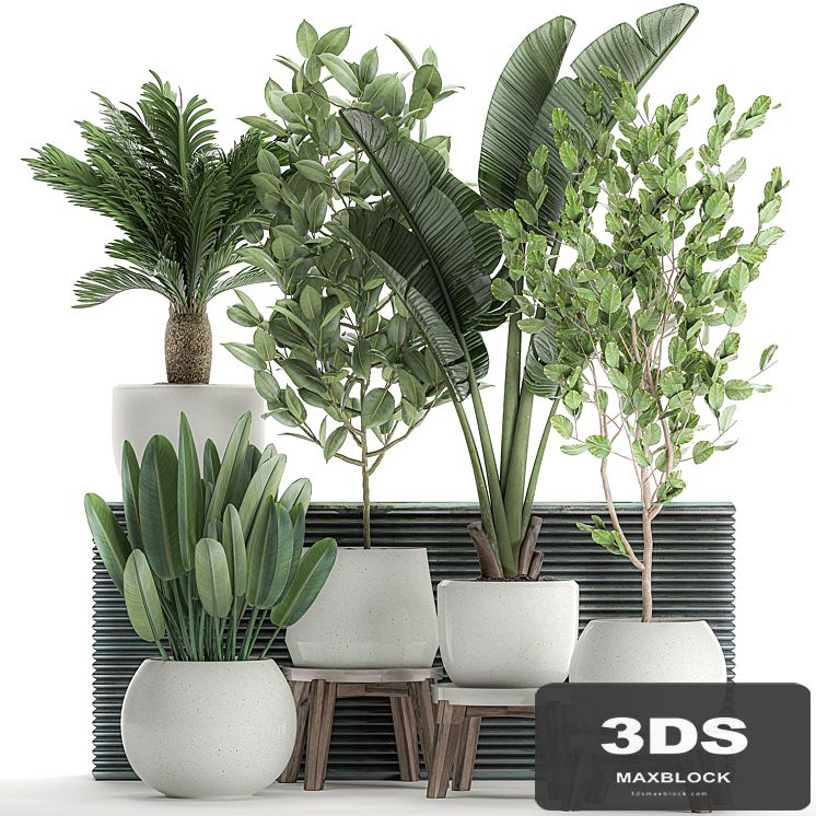 Collection of plants in white pots with a tree, Strelitzia, Cicada, banana palm, ficus. Set 626.