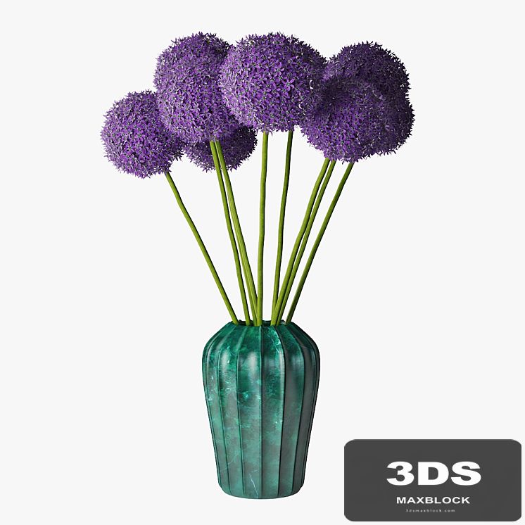 Allium