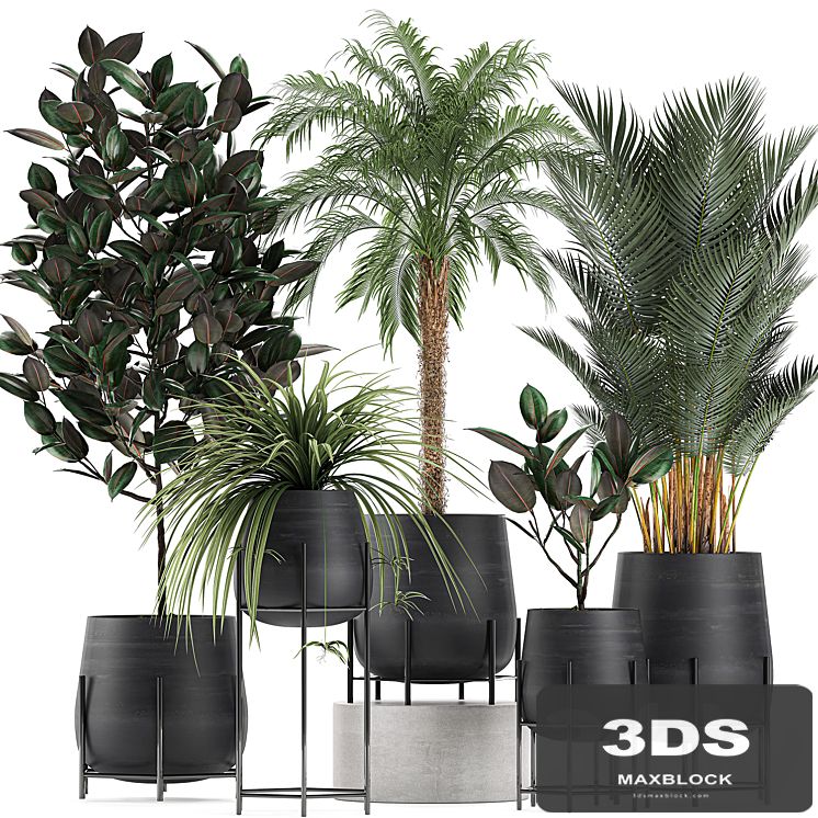 Collection of small plants in black pots on legs with Date palm, ficus, Chlorophytum, Abidjan. Set 627.