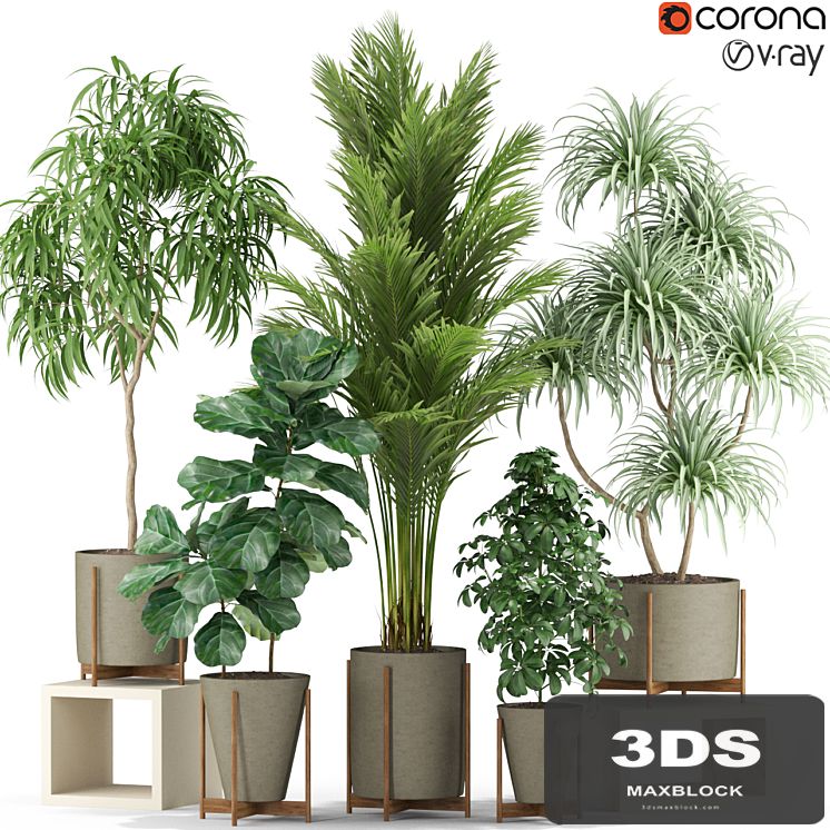 Plants collection 343