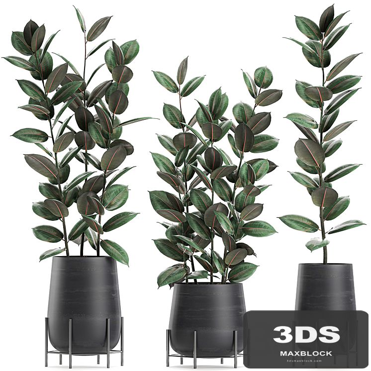 Collection of small bushes of ficus trees in black pots on legs with ficus abidjan, elastic. Set 628.