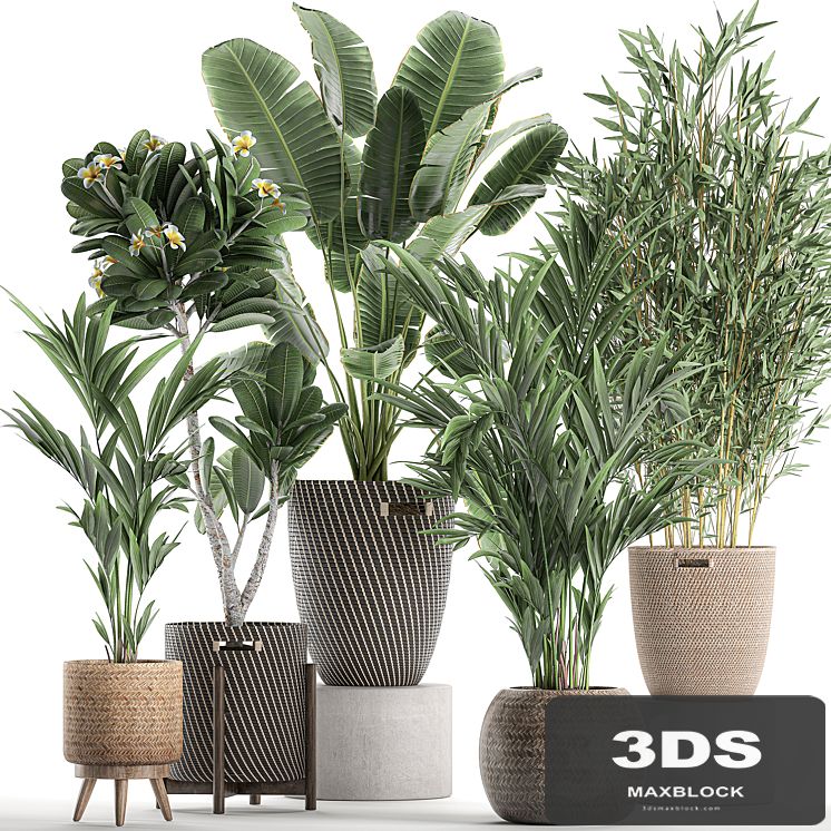 Collection of plants in flower wicker baskets with banana palm, bamboo bush, Hovea, plumeria. Set 631.