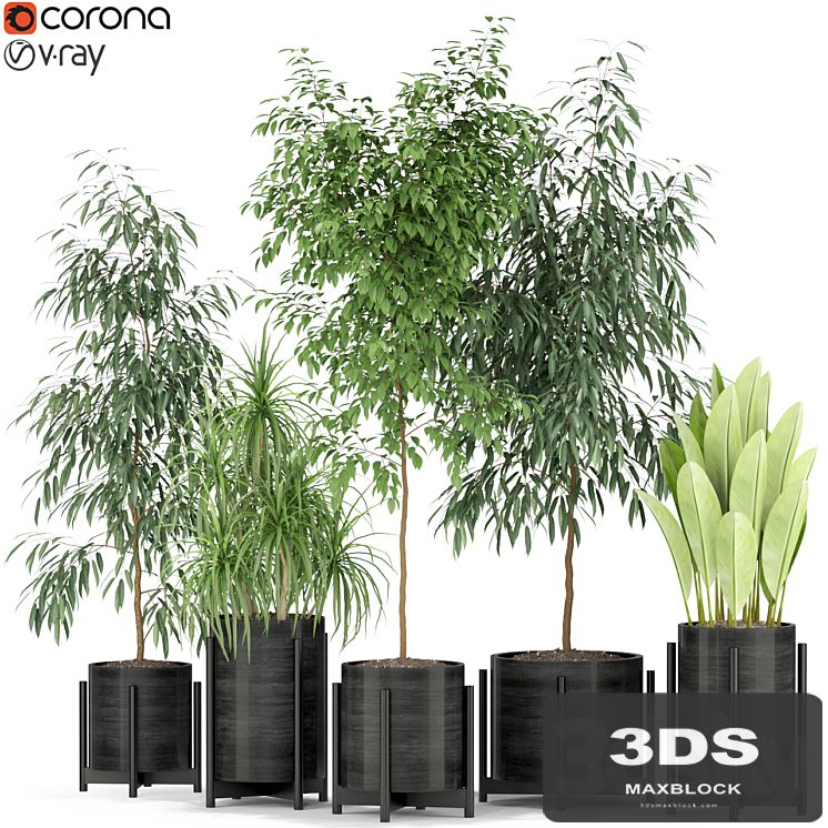 Plants collection 345