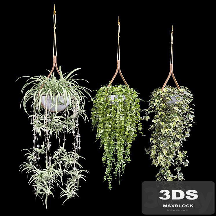 Plants in hanging flower pots (dyshidia, chlorophytum, heder)
