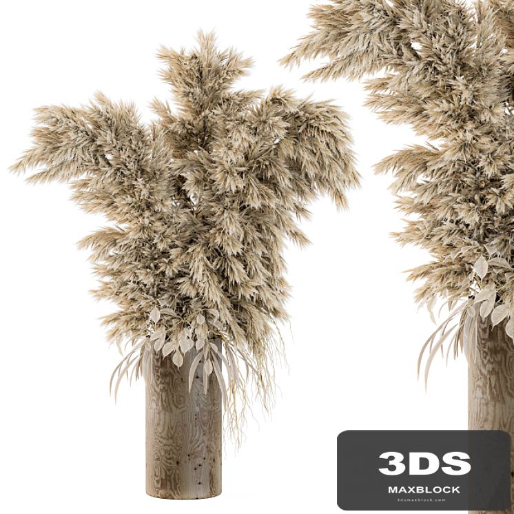 Dry Plants 19