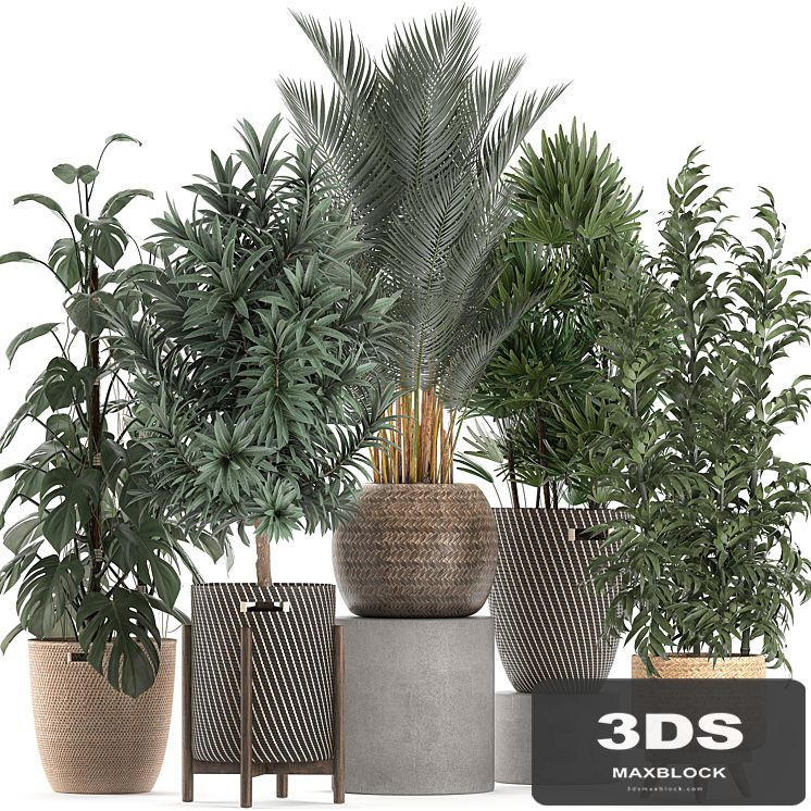Collection of plants in flower wicker baskets with Monstera, bamboo bush, palm, Raphis Palm, Dracaena. Set 632.