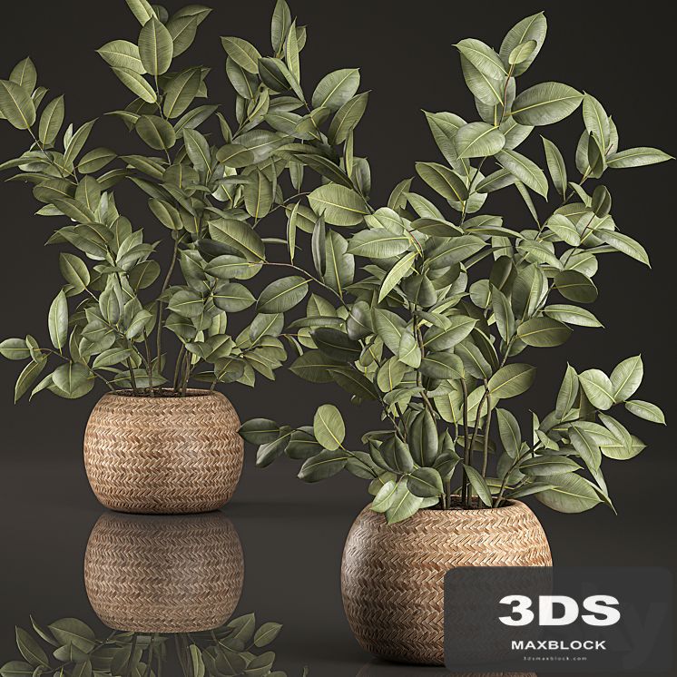 Decorative lush small ficus tree bush in a round rattan basket with rubber-bearing, elastic. Set 633.