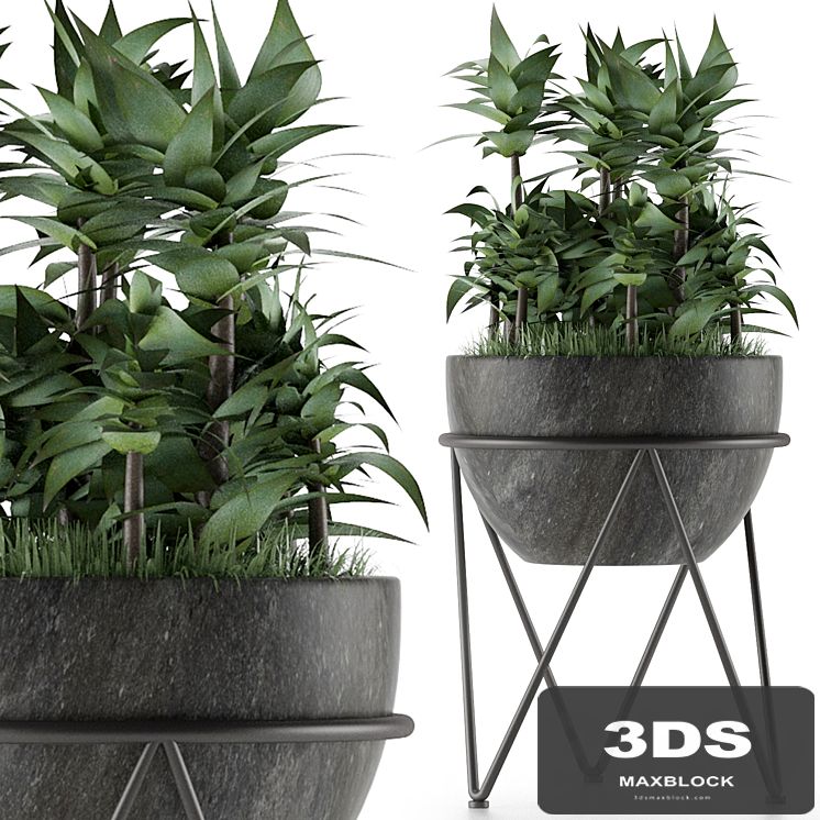 House Plant 21