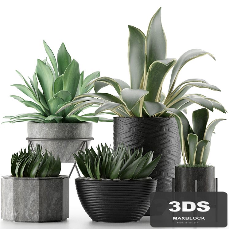 Plants Collection 15