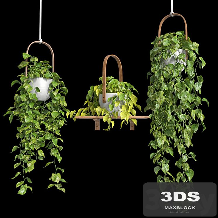 Hanging plants - Scindapsus
