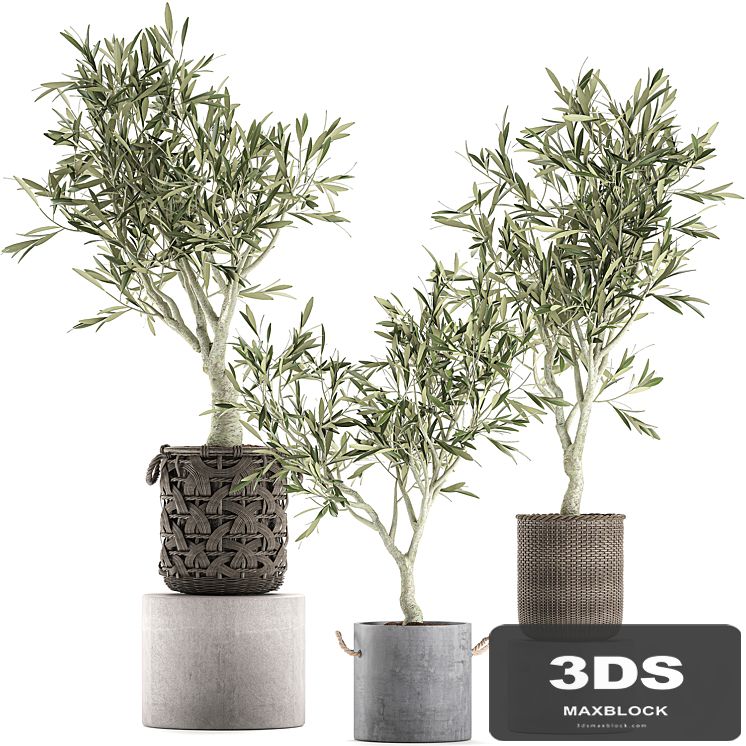 A collection of beautiful small decorative olive trees in wicker baskets. Set 643.