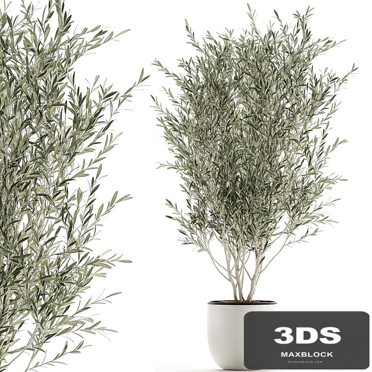 A beautiful little decorative olive tree in a white pot with handles. Set 645.