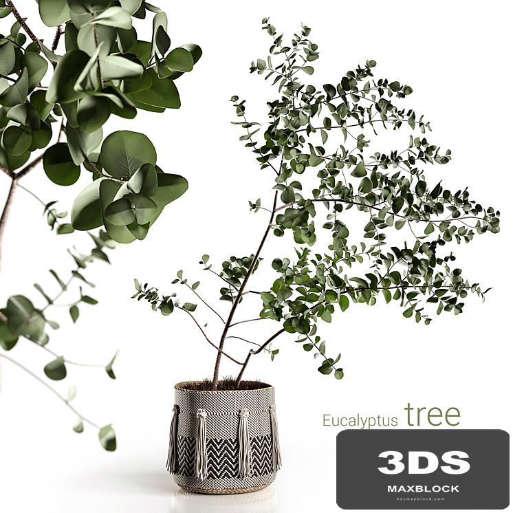 Eucalyptus tree
