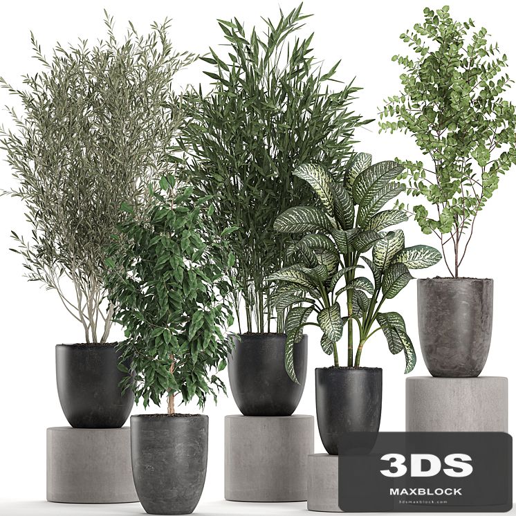 Collection of plants of indoor small trees in black pots with Olive, bamboo, Dieffenbachia, ficus. Set 650.
