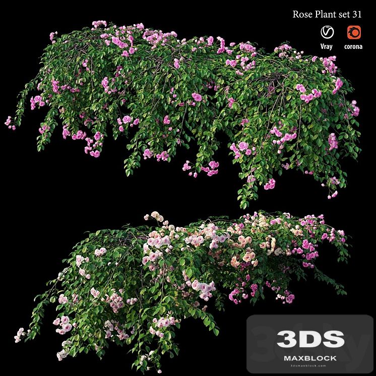 Rose plant set 31