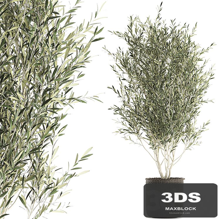 A beautiful little decorative olive tree in a wicker basket. Set 651.