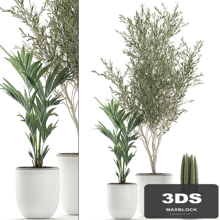 Collection of indoor plants in white pots with olive tree, cylindrical Sansevieria, small palm. Set 652.