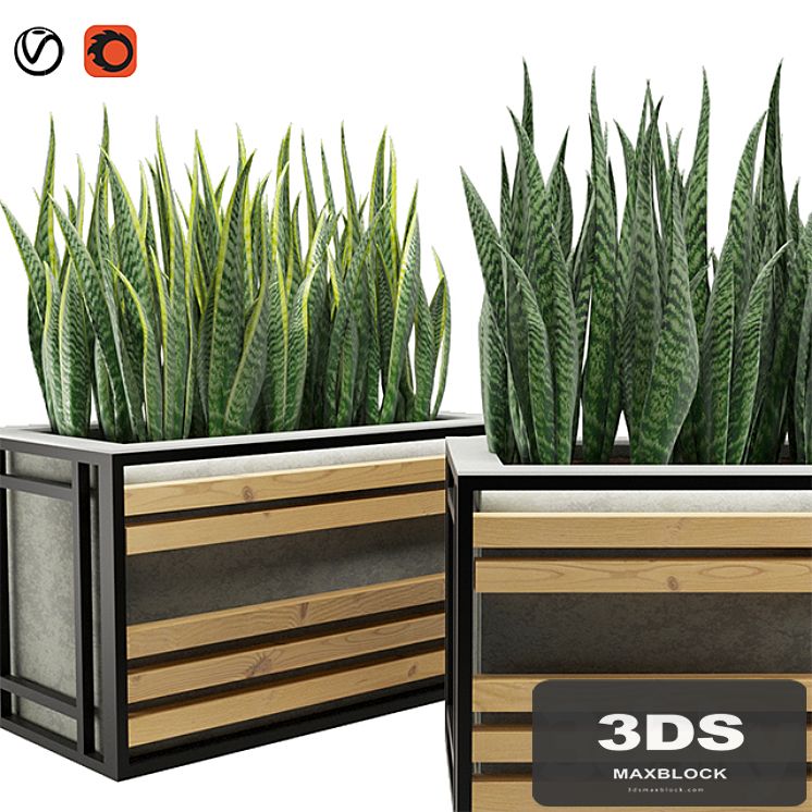 Sansevieria