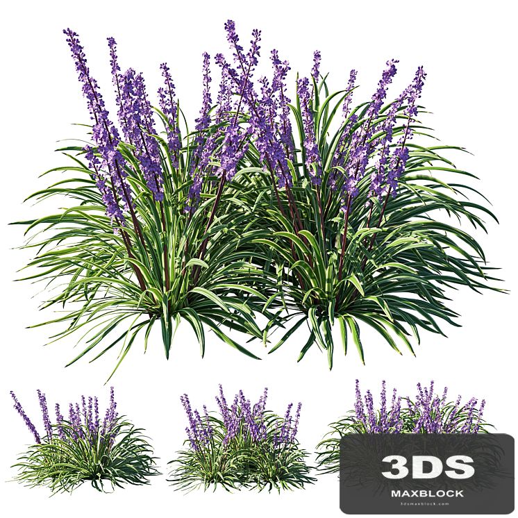 Liriope 02
