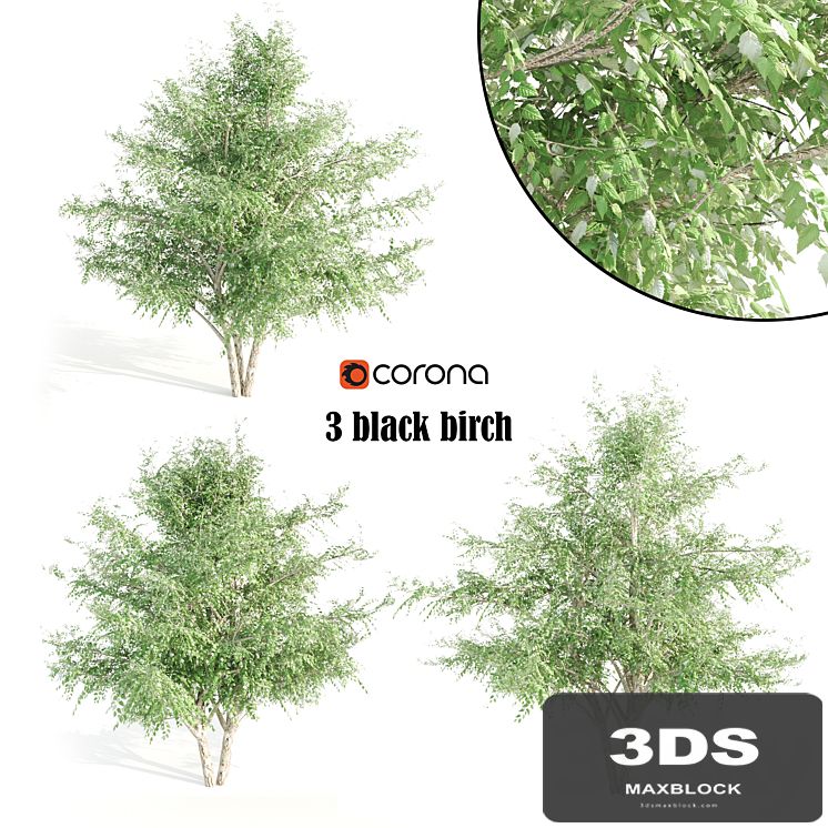 3 black birch