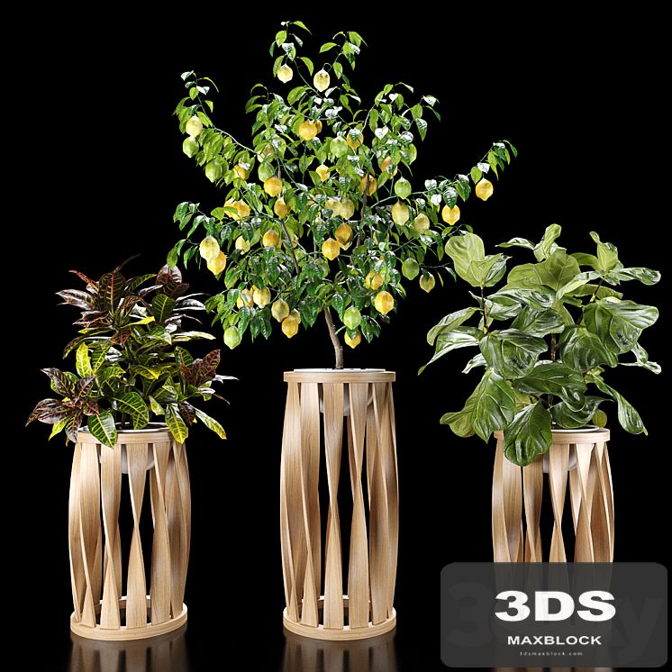 Plants set 5 (Croton, Ficus, Limon)