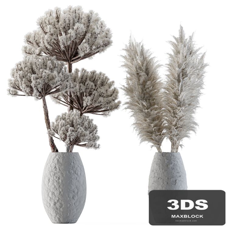 Dry plants 22 - Big Pampas asteroid Pot