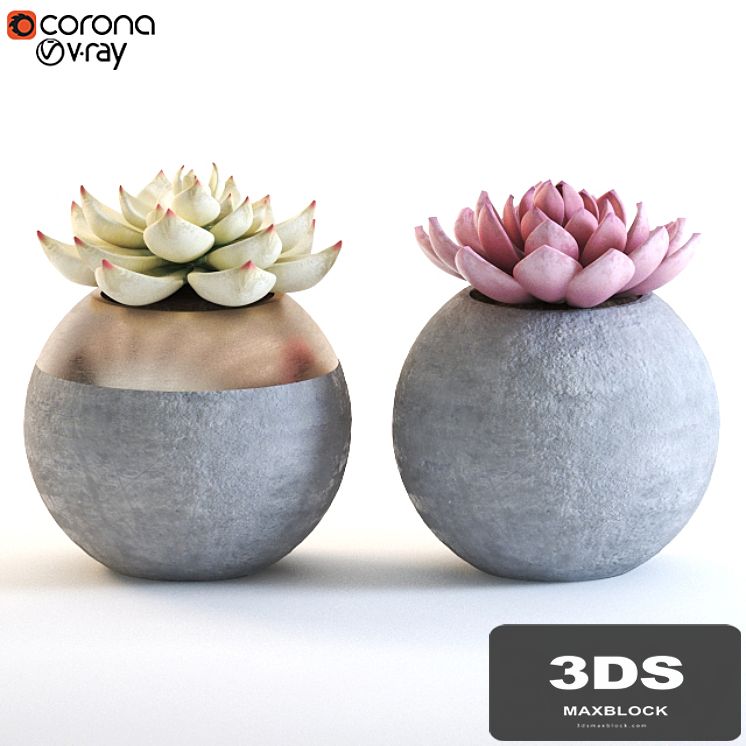 cactus_002
