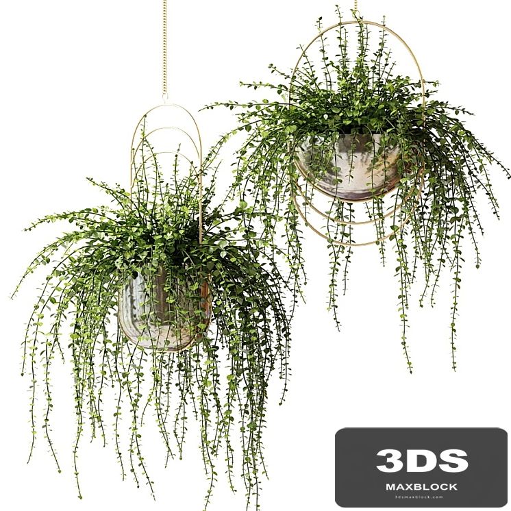 Ampel plants in shiny designer pots