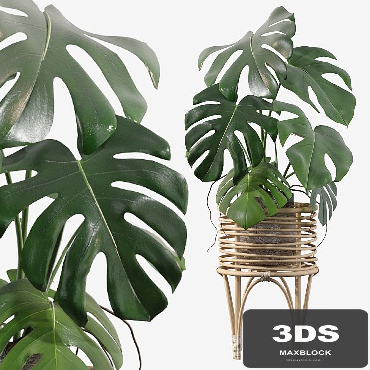Plants collection 045 - Monstera 03