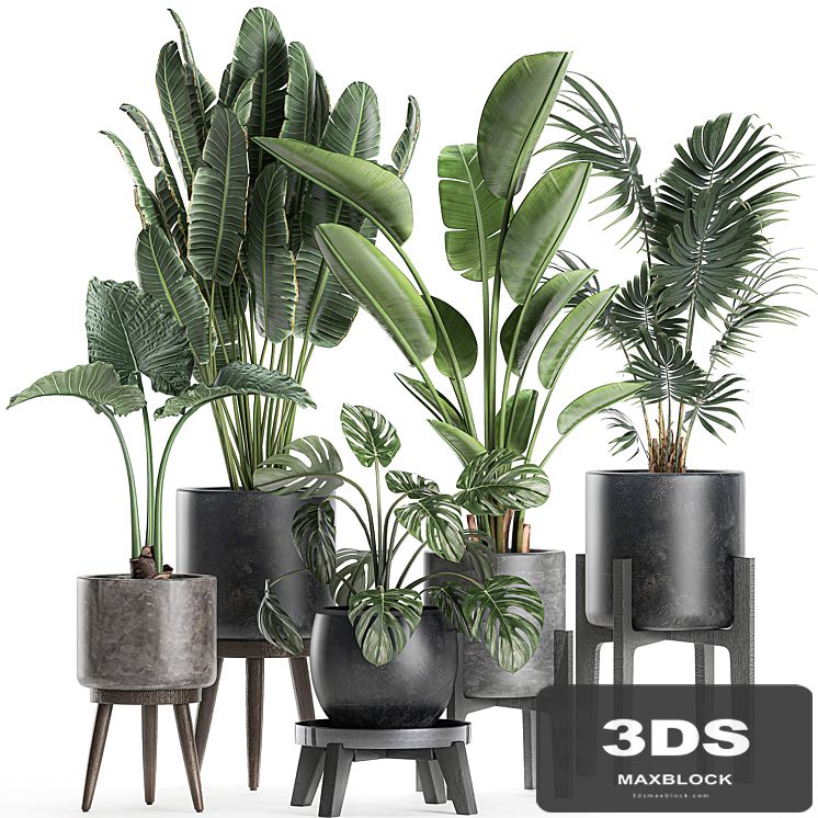 Collection of small beautiful plants in black pots on legs with Banana palm, strelitzia, monstera. Set 659.