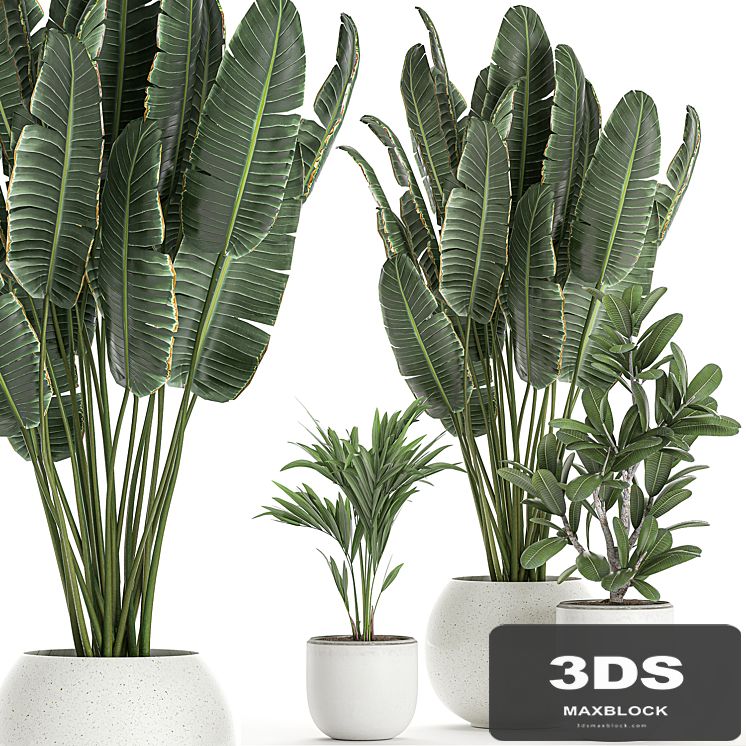 Collection of small beautiful plants in white pots with Banana palm, strelitzia. Set 660.