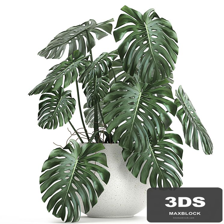 A beautiful little exotic flower in a white round pot with a Monstera bush. Set 661.