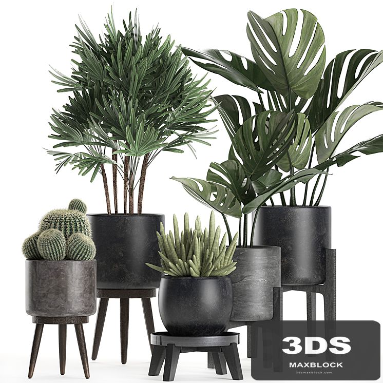 A collection of small beautiful plants in black pots on legs with Monstera, Rapeseed, palm, cactus. Set 662.